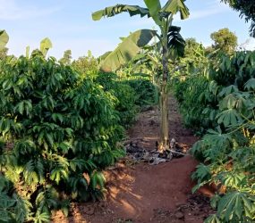 50 acres of farmland for sale along Gayaza-Zirobwe Road