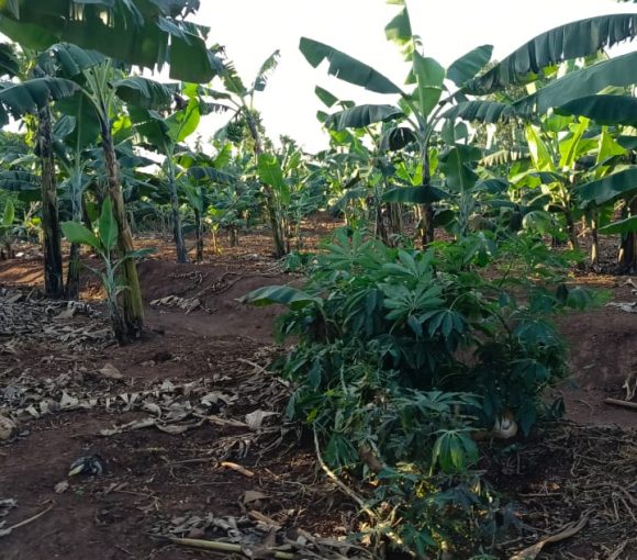 Gayaza- Zirobwe Road